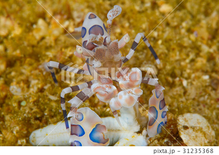 フリソデエビ 31235368