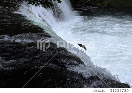 サクラマスの遡上 31235780