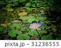 睡蓮 スイレン 水連 31236555