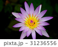 睡蓮 スイレン 水連 31236556