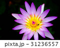 睡蓮 スイレン 水連 31236557