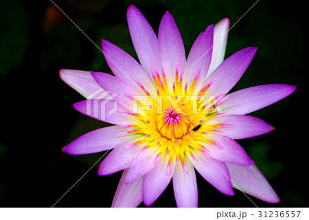 睡蓮 スイレン 水連 31236557