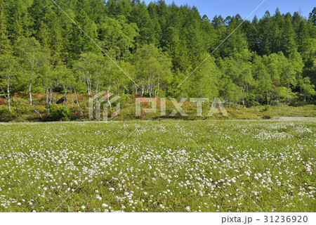 志賀高原　田ノ原湿原 31236920
