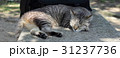 眠り猫 31237736