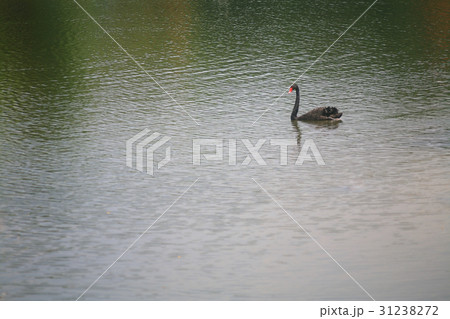 Black  swan 31238272