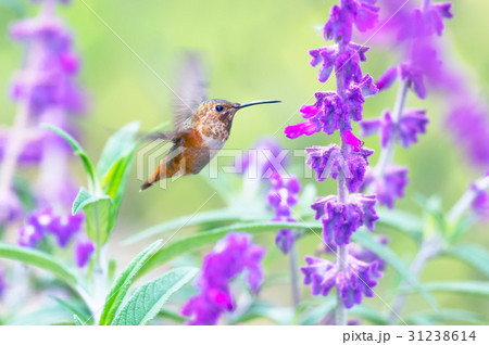 Hummingbird 31238614
