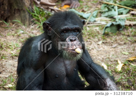 Chimpanzee eating banana 31238710