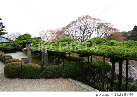 善峯寺 遊龍の松 善峯寺 遊龍の松 31238744