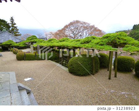 善峯寺　遊龍の松 31238923