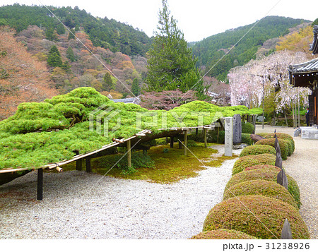 善峯寺　遊龍の松　枝垂桜 31238926