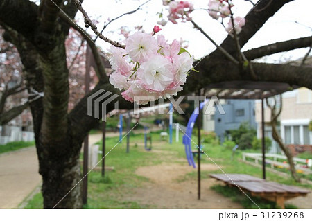 神奈川県大和市　桜 31239268