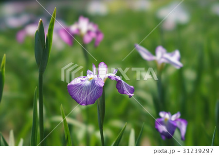 花菖蒲 31239297