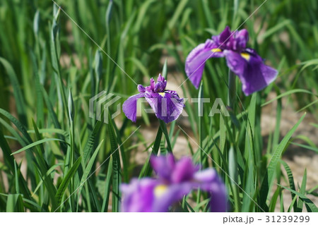 花菖蒲 31239299