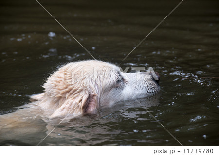 泳ぐゴールデン 31239780