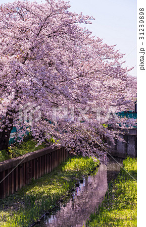 満開の桜 満開の桜 31239898