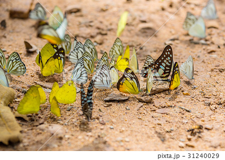 Many butterfies on the ground in forest,Thailand Many butterfies on the ground in forest,Thailand 31240029