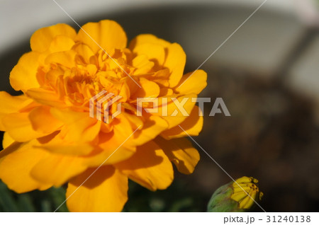 マリーゴールド 31240138