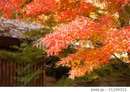 民家の軒先での見事な紅葉で楽しむ京都の秋 民家の軒先での見事な紅葉で楽しむ京都の秋 31240332