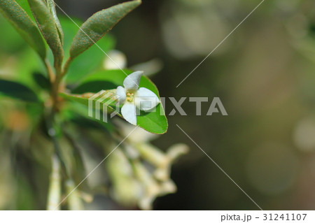 グミの花 31241107