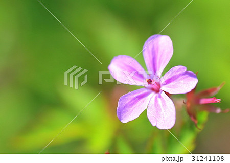 ヒメフウロ 31241108