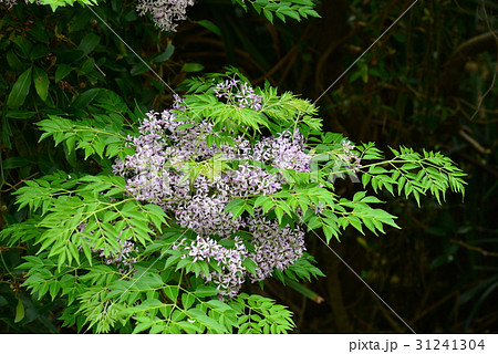 花 フラワー お花 31241304