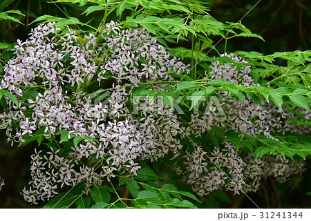 植物 工場 プランツ 31241344