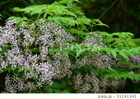 植物 工場 プランツ 31241345
