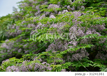 花 フラワー お花 31241361