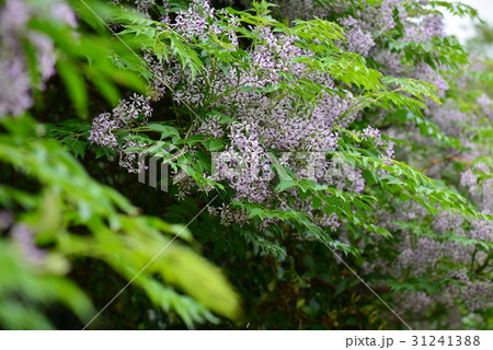 植物 工場 プランツ 31241388