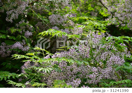 花 フラワー お花 31241390