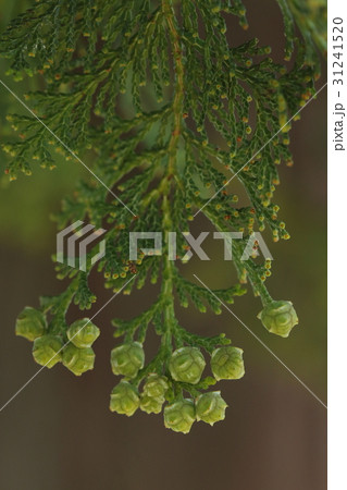 自然　植物　ヒノキ、五月初め。受粉した雌花がずいぶん膨らんできました① 31241520
