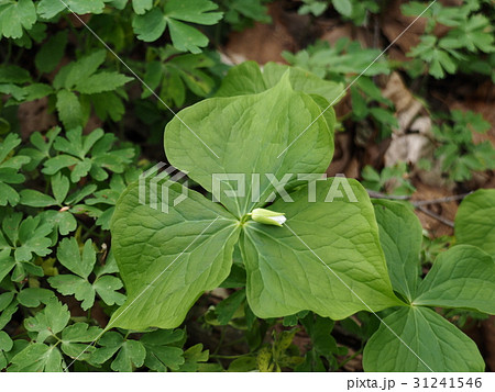 ミヤマエンレイソウ（深山延齢草） 31241546