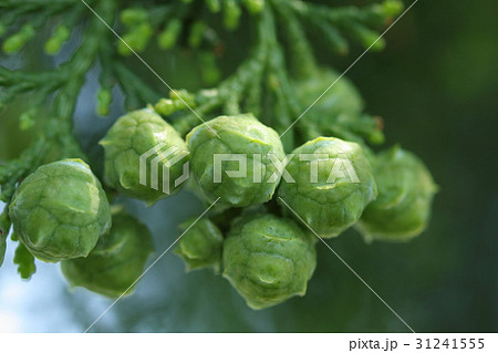自然 植物 ヒノキ、五月下旬。雌花はまん丸になって実になりました。一昔前のサッカーボールみたいです 自然 植物 ヒノキ、五月下旬。雌花はまん丸になって実になりました。一昔前のサッカーボールみたいです 31241555