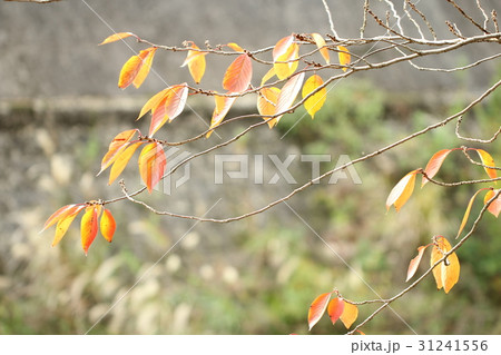 紅葉 31241556