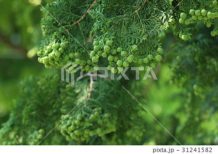 自然　植物　ヒノキ、五月下旬。沢山の実の重みで枝が下がってきました。今年は大豊作のようです 31241582