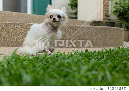 chihuahua dog chihuahua dog 31241887