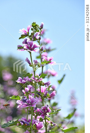 ゼニアオイ（銭葵） 31242068