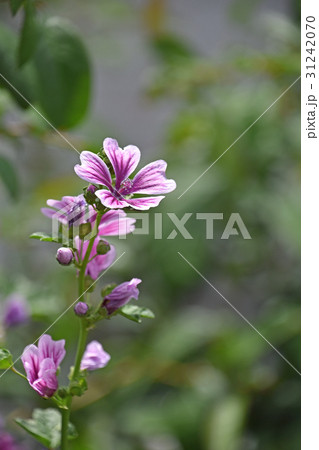 ゼニアオイ（銭葵） 31242070