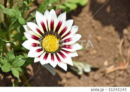 ガザニア（勲章菊） 31242145