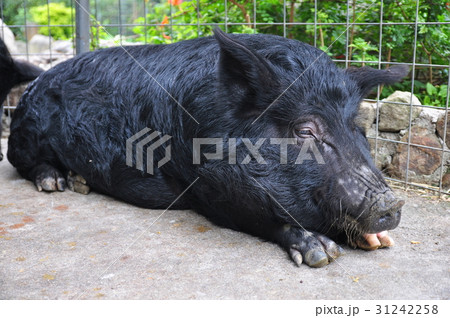 あぐー豚 31242258