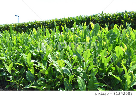 茶畑 茶畑 31242685