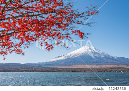 Fuji mountain and red maple leaves at Yamanakako. 31242886