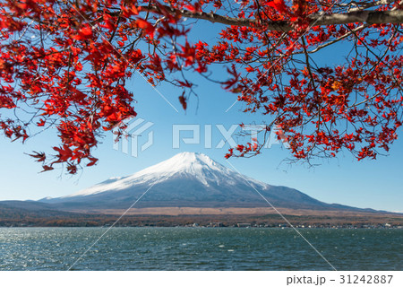 Fuji mountain and red maple leaves at Yamanakako. 31242887