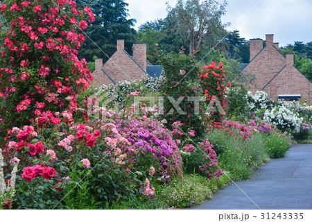 東武トレジャーガーデンのバラ1の写真素材 東武トレジャーガーデンのバラ1の写真素材