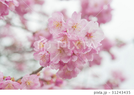 ピンク色の桜の花 ピンク色の桜の花 31243435