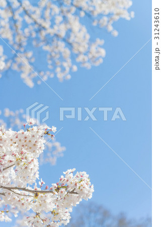 満開後散り始めた桜の花 31243610