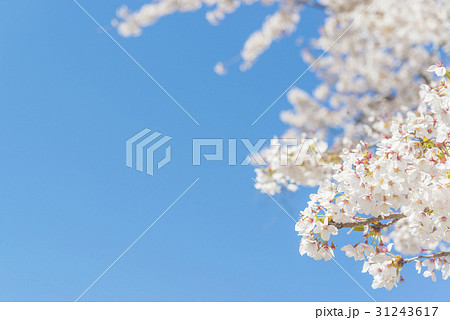 満開後散り始めた桜の花 31243617