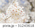 満開後散り始めた桜の花 31243618