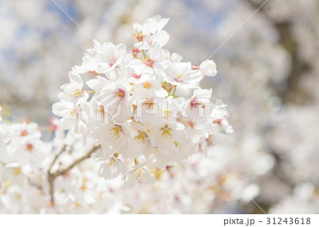 満開後散り始めた桜の花 31243618