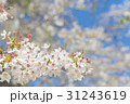 満開後散り始めた桜の花 31243619